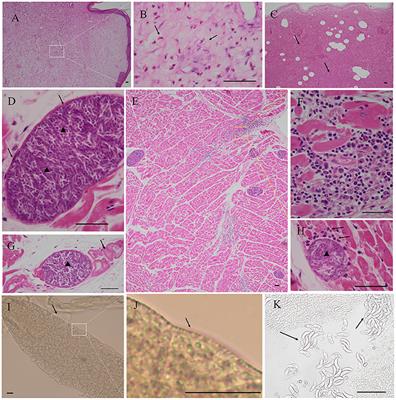 First Report of Sarcocystis Masoni in a Captive Alpaca (Vicugna Pacos) From China